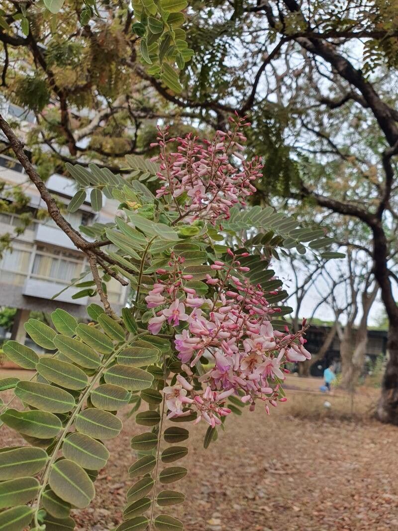 Pterodon emarginatus flower