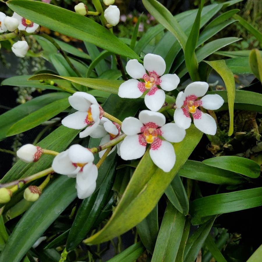 Sarcochilus hartmannii flower