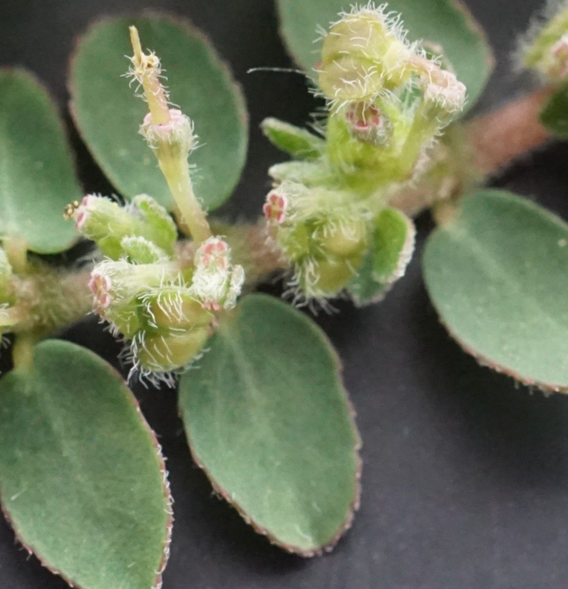 Euphorbia chamaesyce fruit