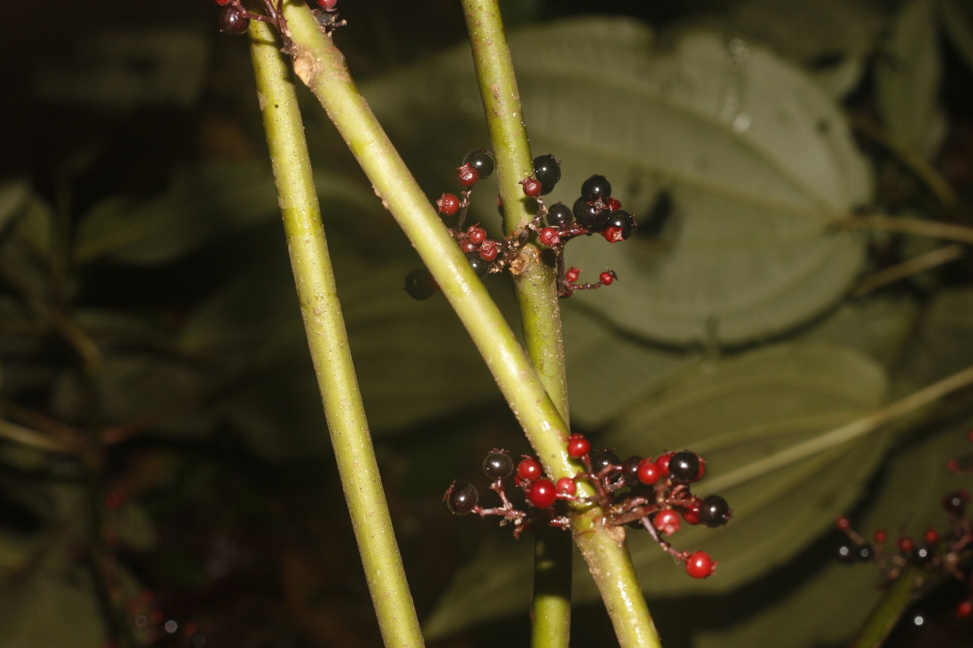 Clidemia discolor fruit