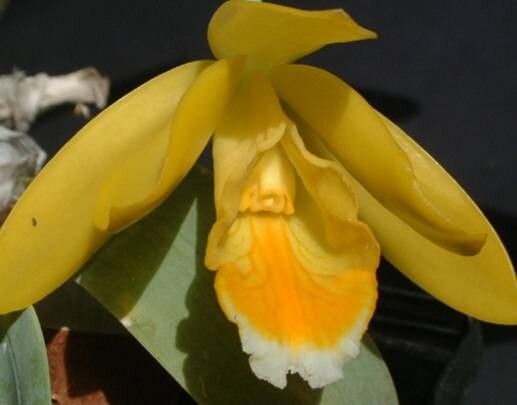 Prosthechea citrina — houseplant care guide