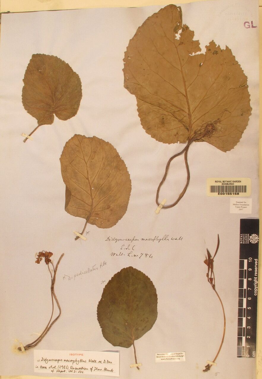 Didymocarpus macrophyllus — houseplant care guide