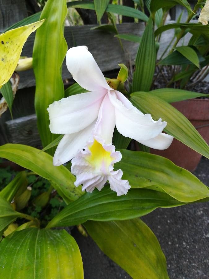 Sobralia macrantha cv. 'Alba' flower