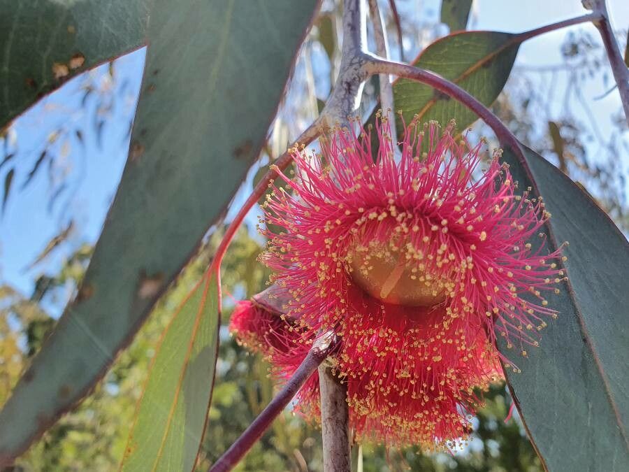 Eucalyptus caesia flower