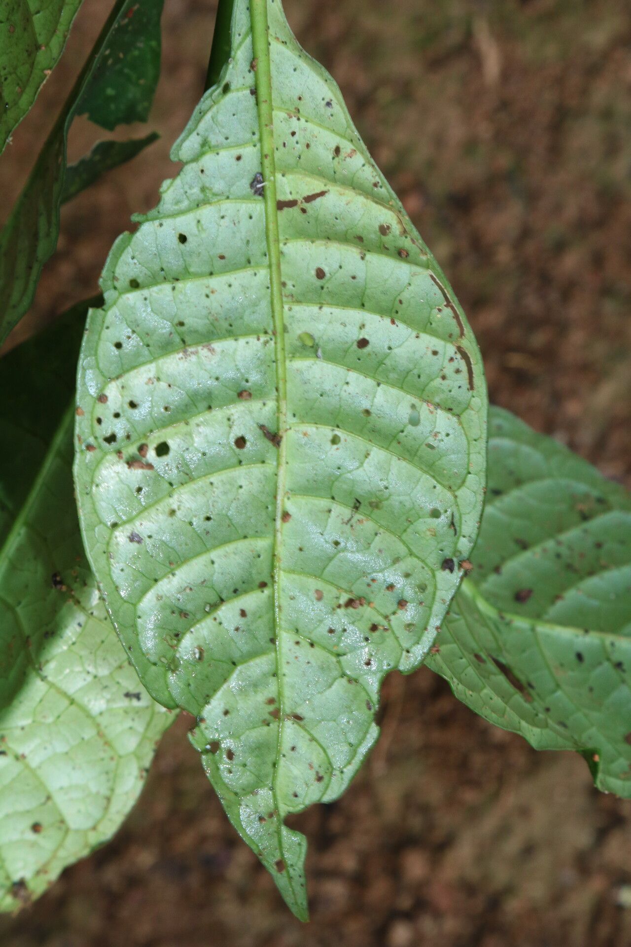 Psychotria leptophylla leaf