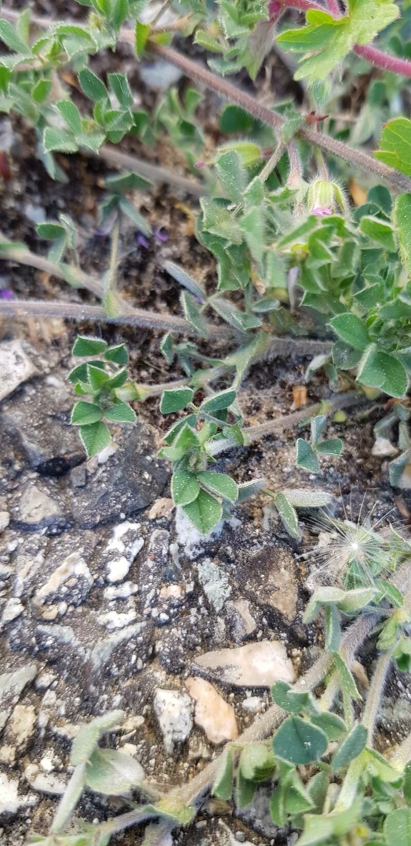 Medicago minima — search result for 'Mediterranean Basin'