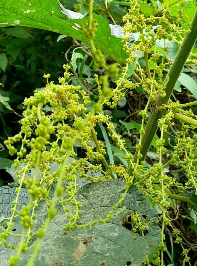 Boehmeria caudata flower