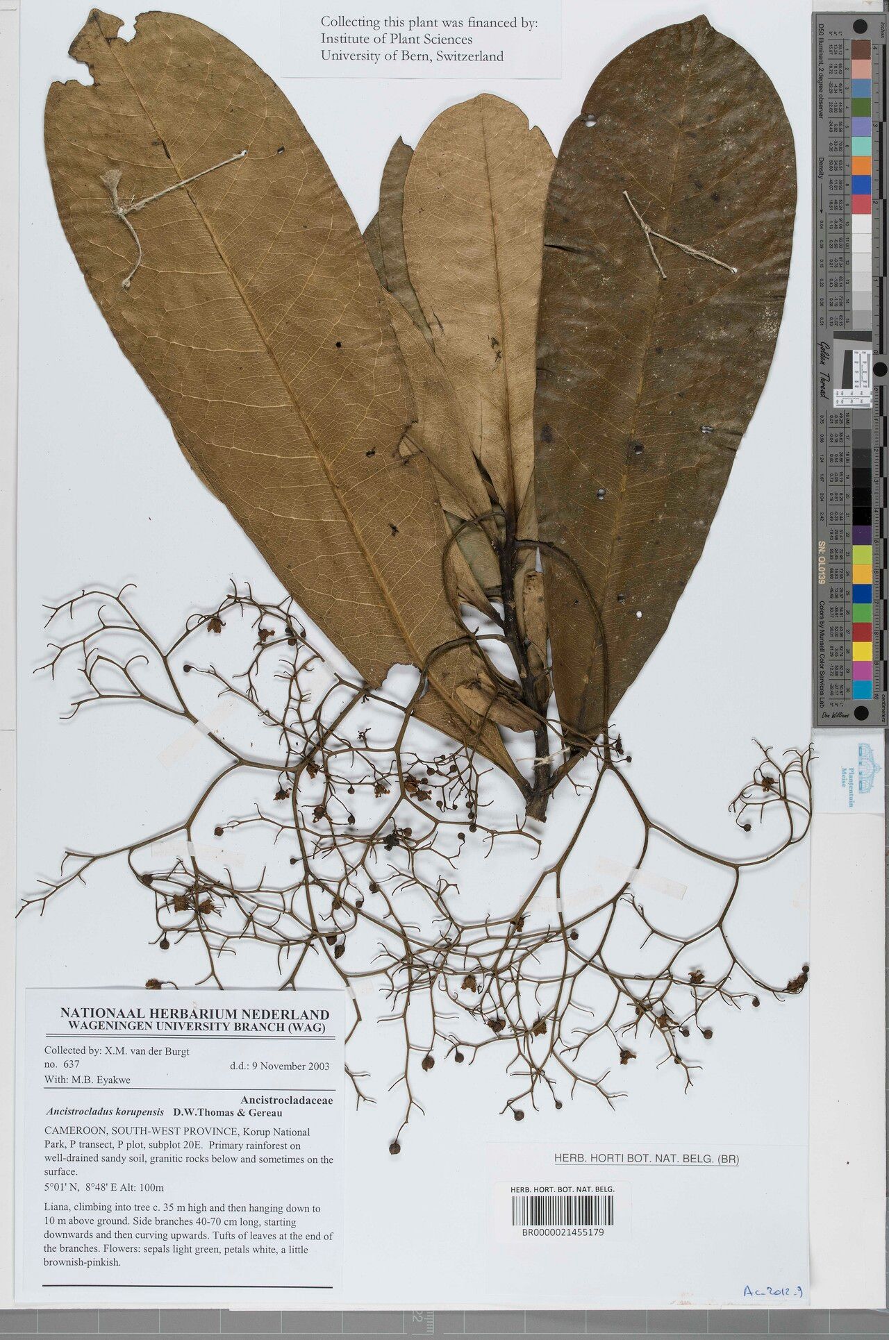 Ancistrocladus korupensis — houseplant care guide