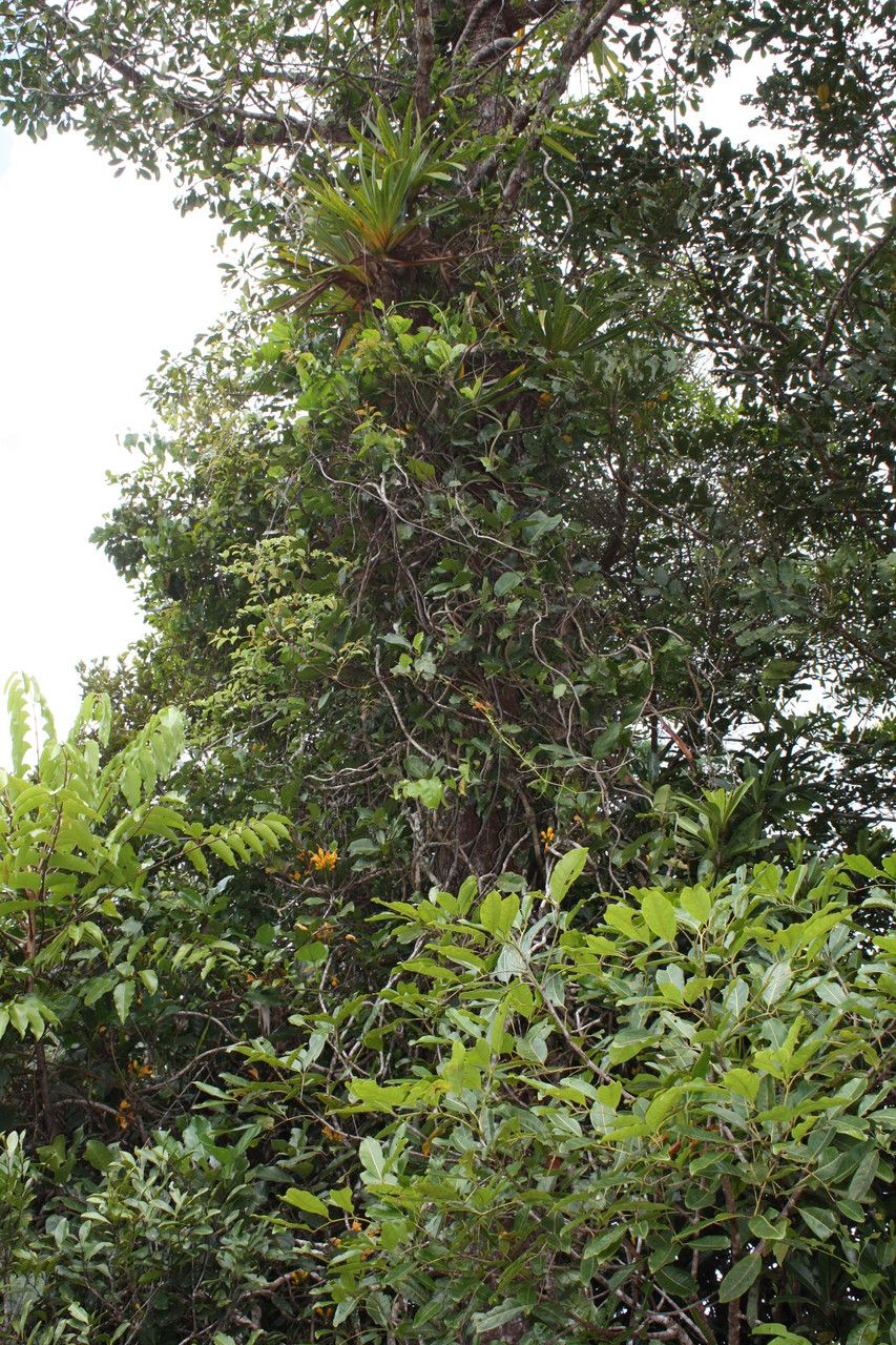 Oxera coronata habit
