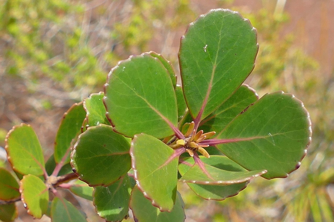 Pancheria communis — houseplant care guide
