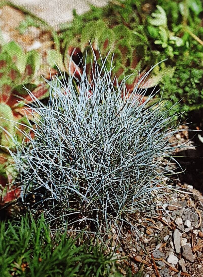 Festuca amethystina habit