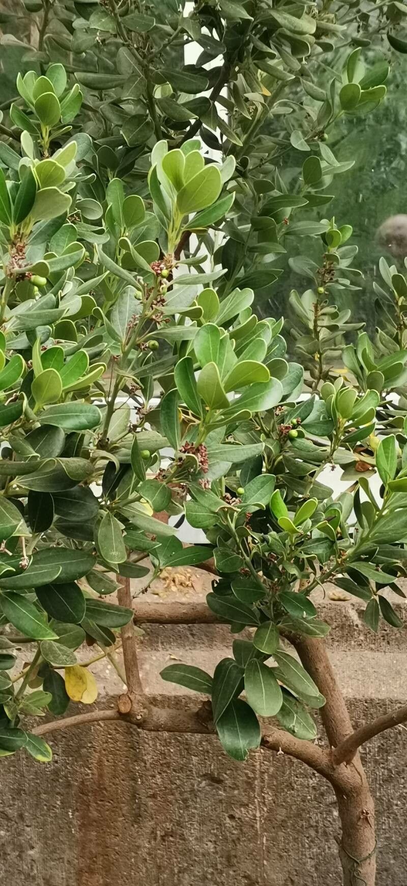 Cinnamomum daphnoides habit