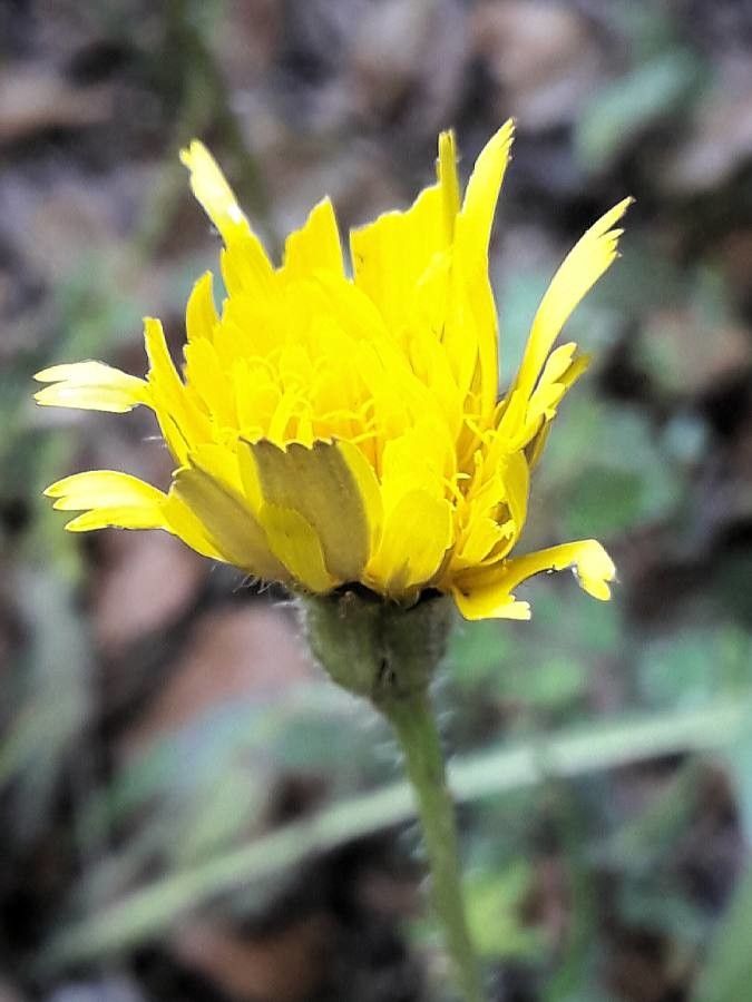 Leontodon tuberosus flower