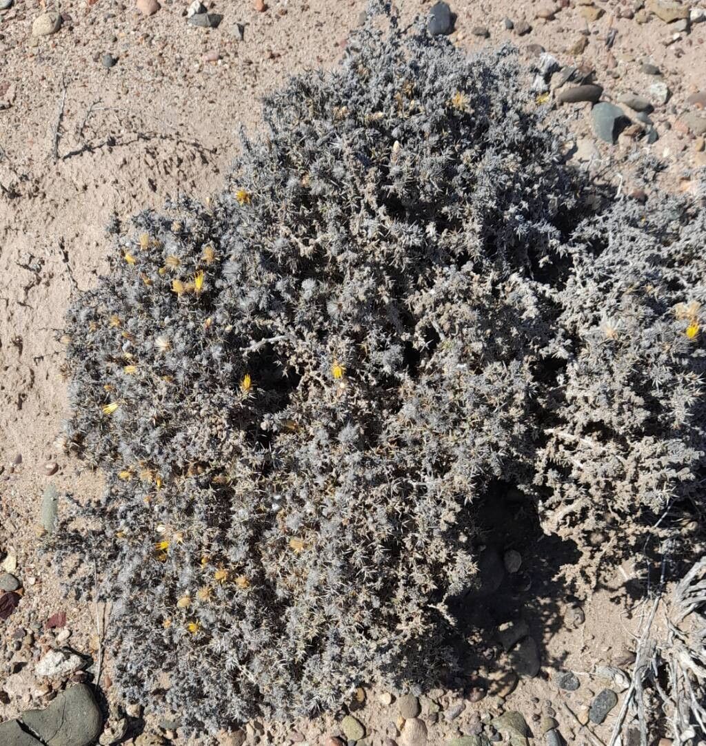 Chuquiraga ulicina habit