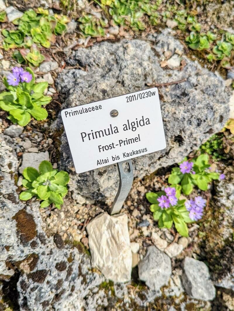 Primula algida other