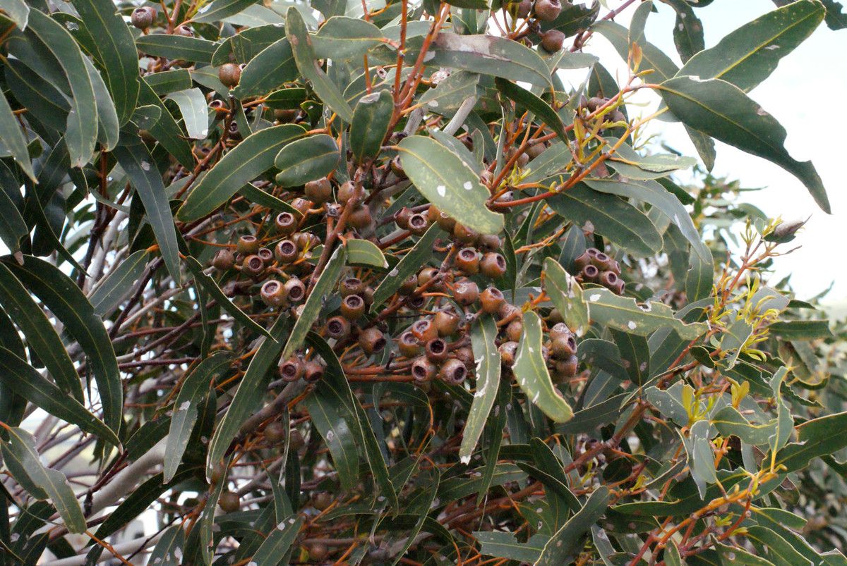 Eucalyptus suberea habit