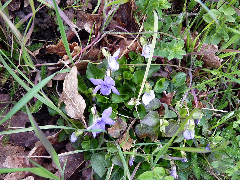 Viola x bavarica habit