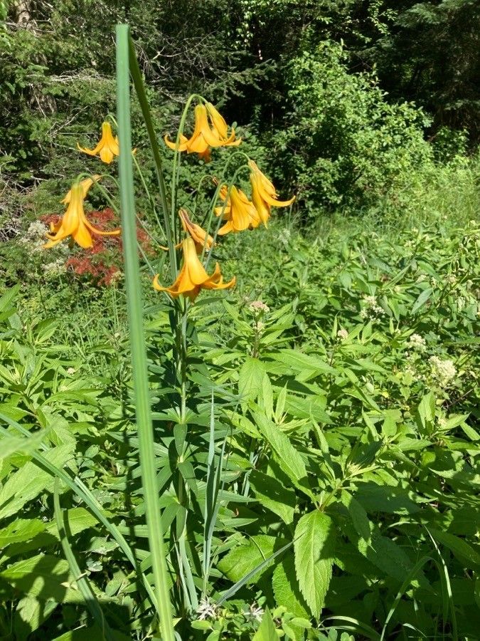 Lilium canadense habit