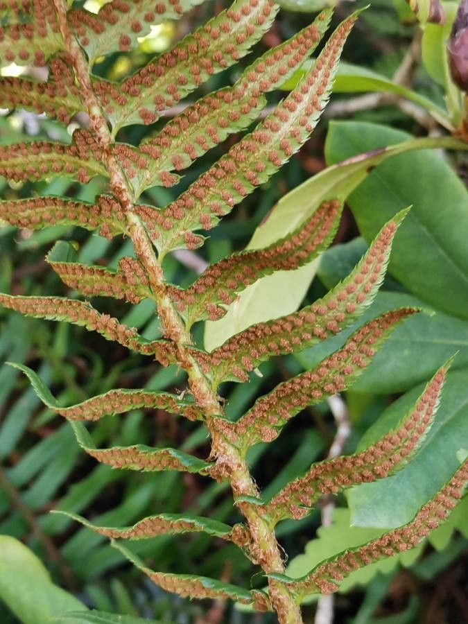 Polystichum acrostichoides flower