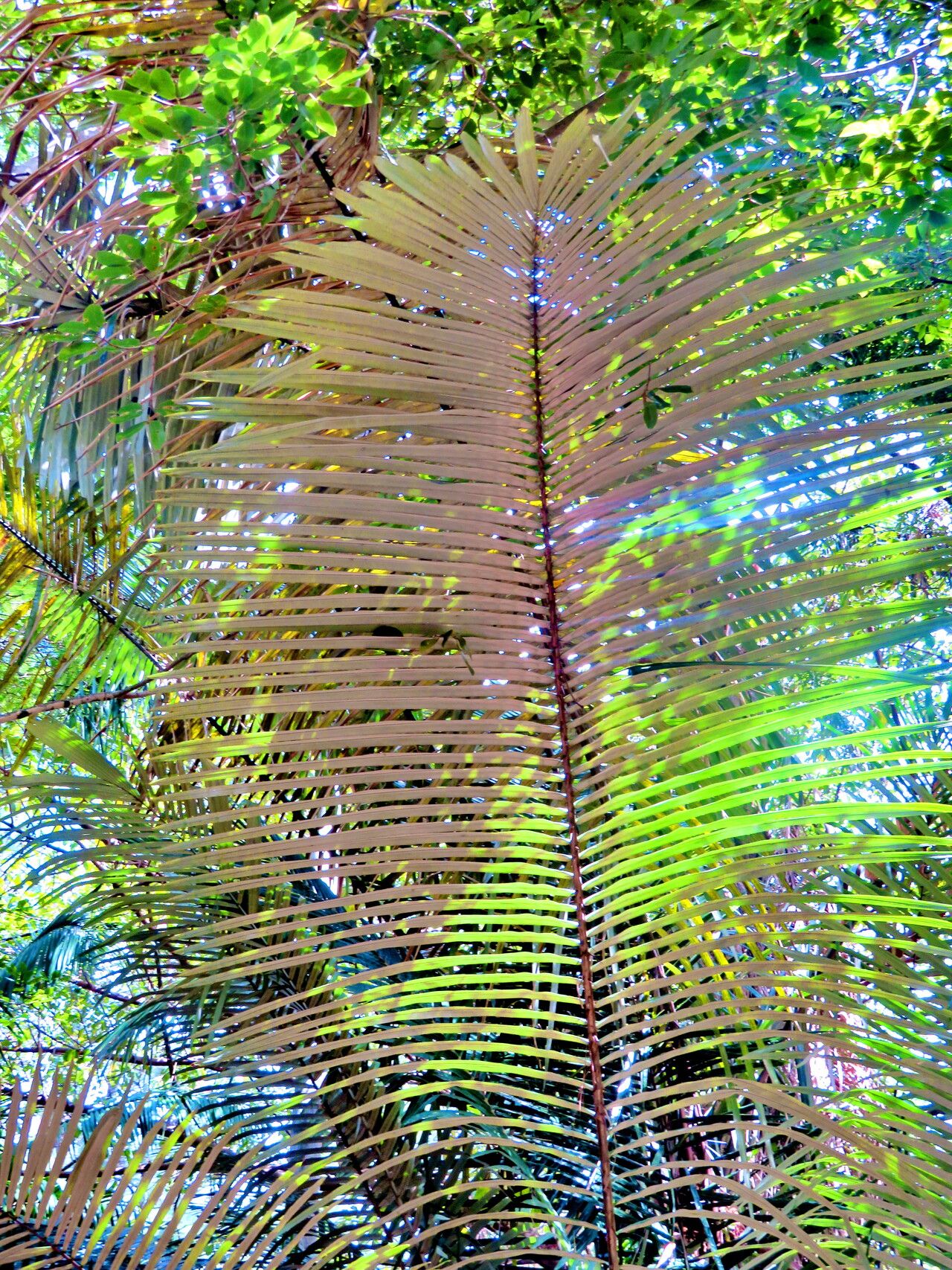 Astrocaryum ulei leaf