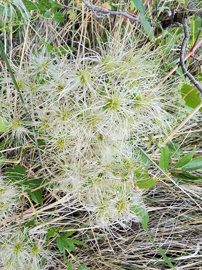 Clematis ligusticifolia fruit