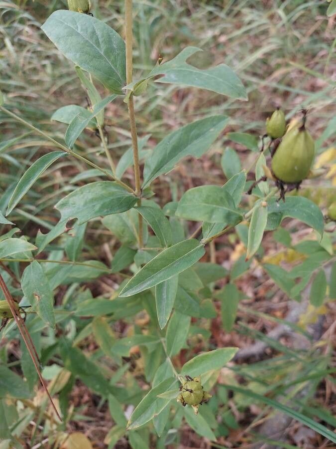 Hypericum ascyron leaf