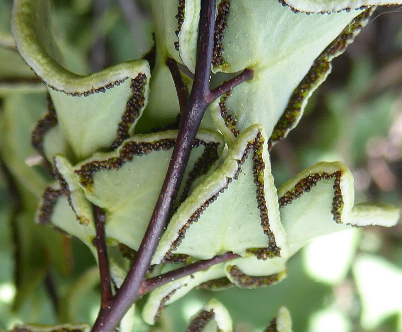 Pellaea calomelanos fruit