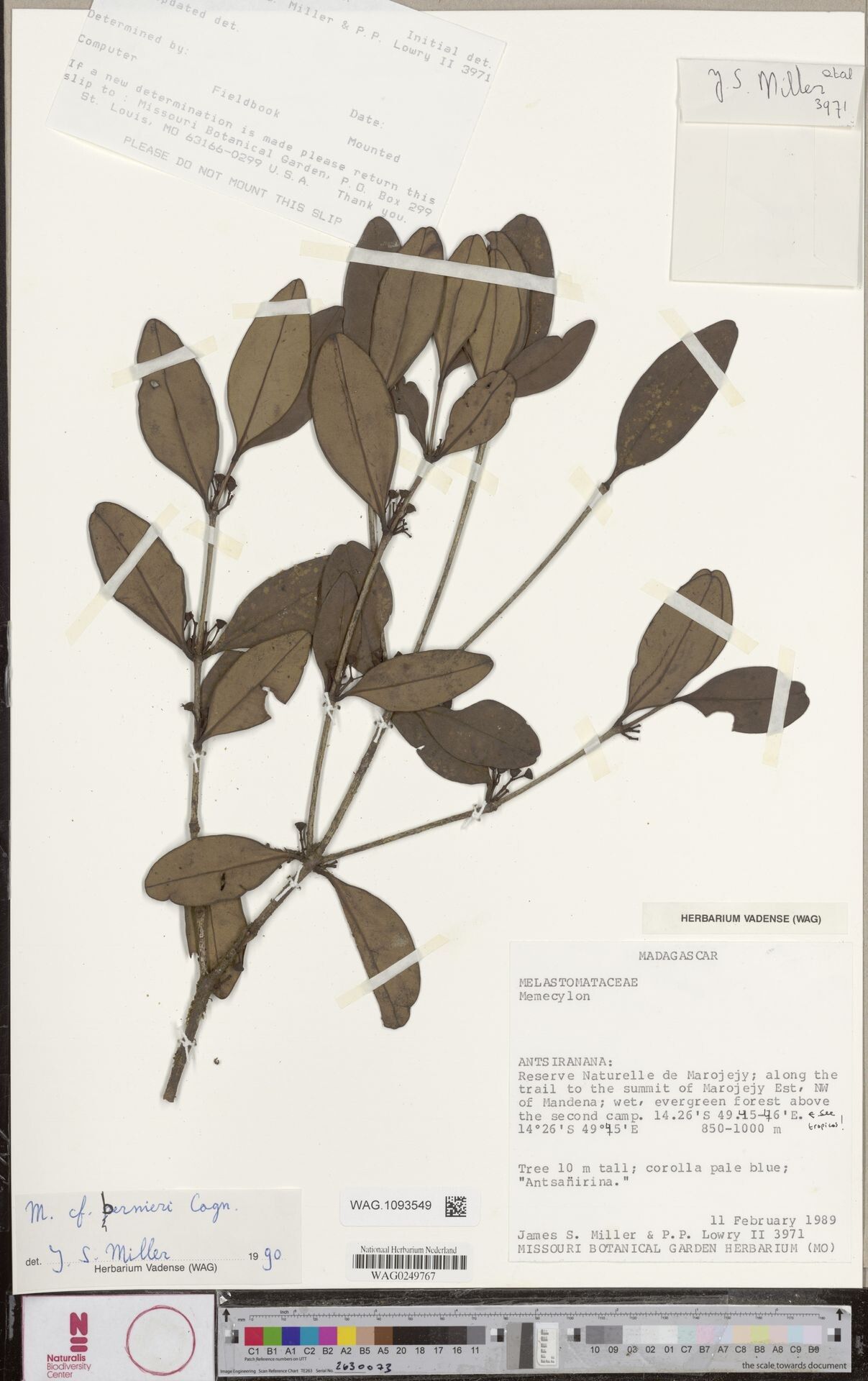 Memecylon bernierii — houseplant care guide