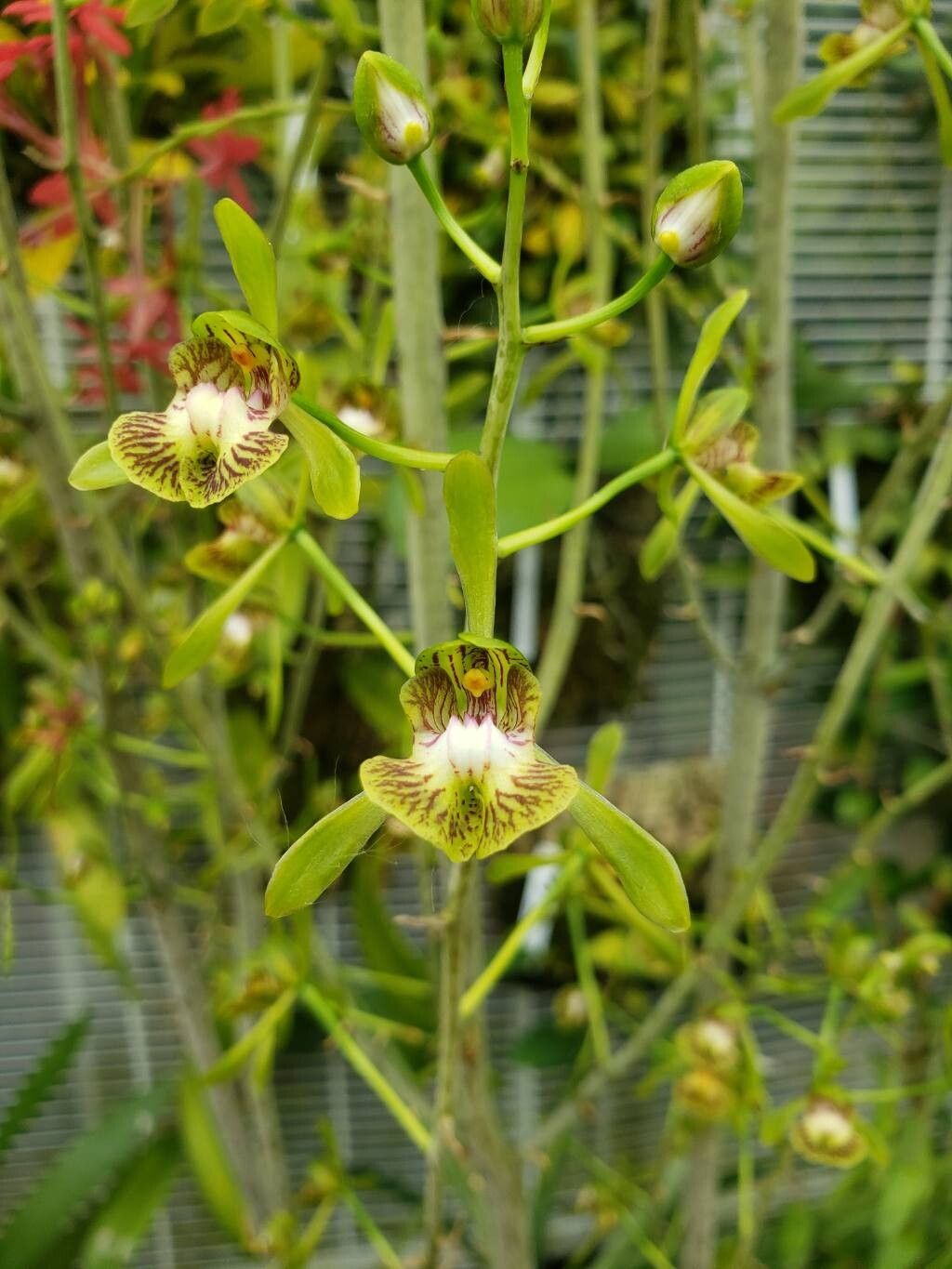 Eulophia calcarata flower