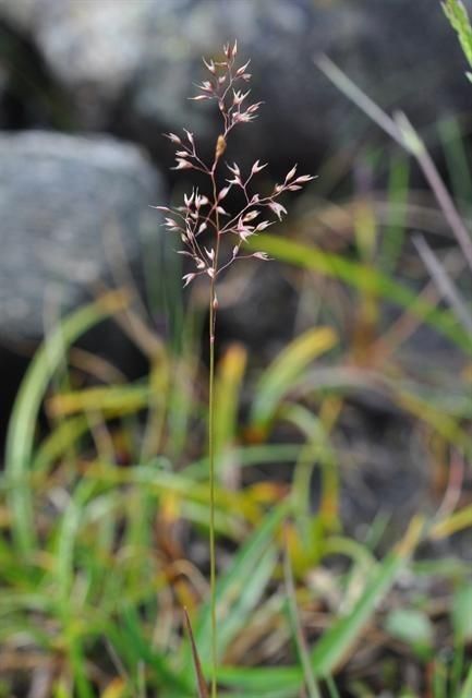 Agrostis mertensii habit