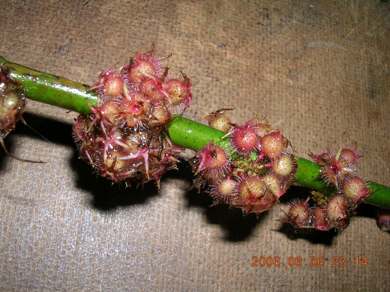 Miconia leasanguinea — houseplant care guide