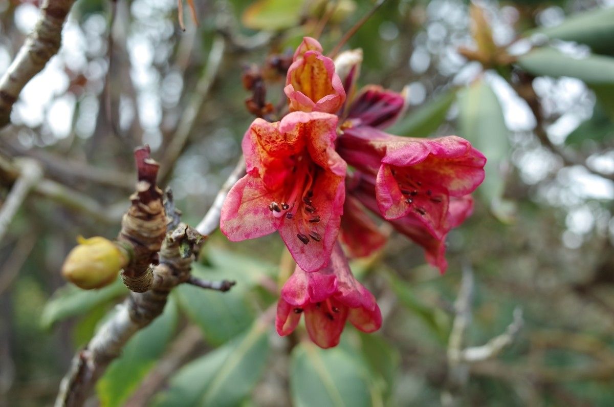 Rhododendron meddianum flower