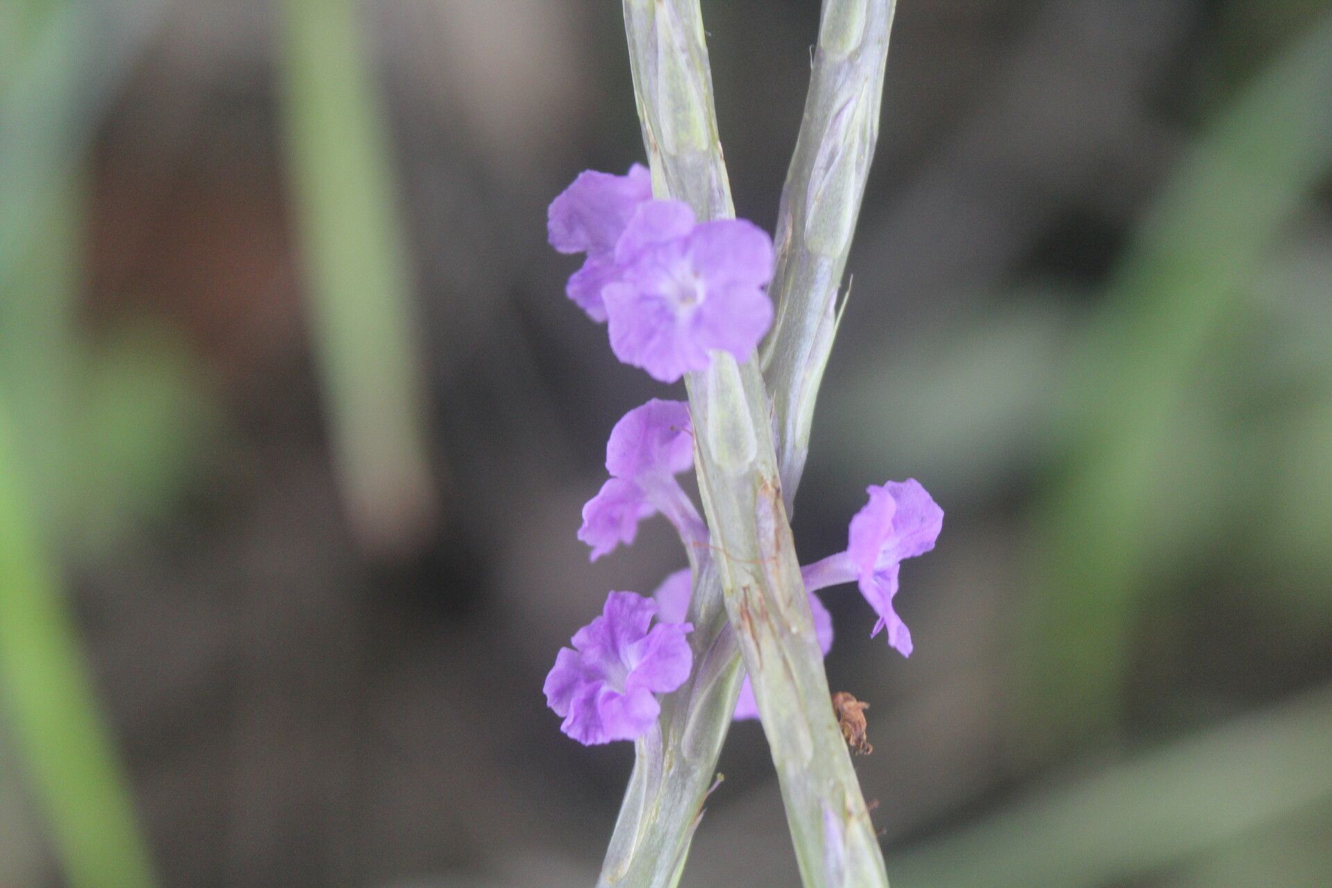 Stachytarpheta calderonii flower