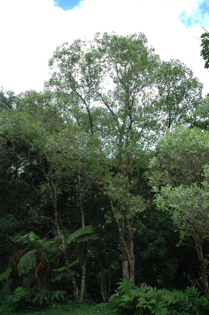 Metrosideros macropus habit
