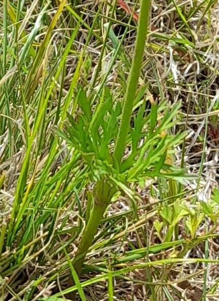 Anemone decapetala — pet friendly houseplant
