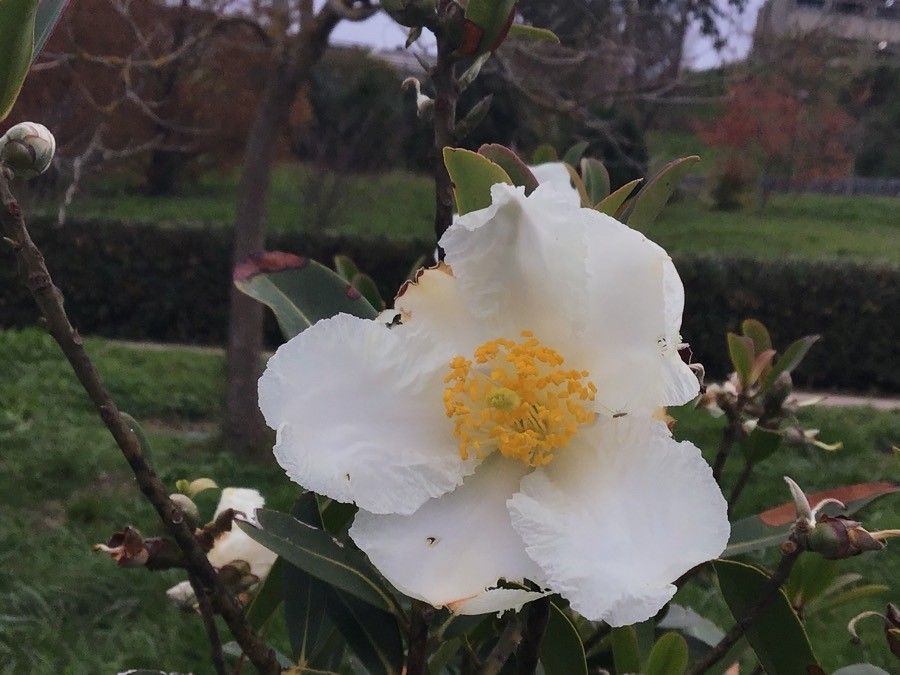 Gordonia axillaris flower