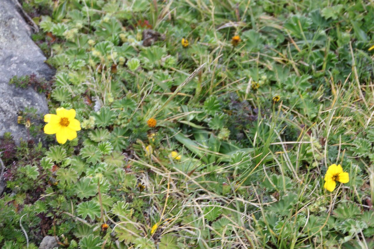 Bidens andicola