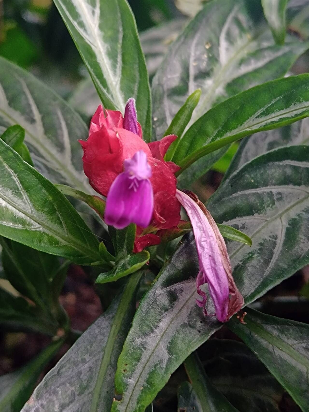 Justicia lanceolata flower