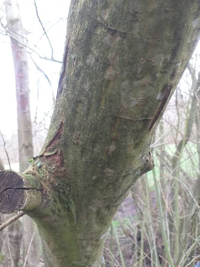 Salix x reichardtii bark