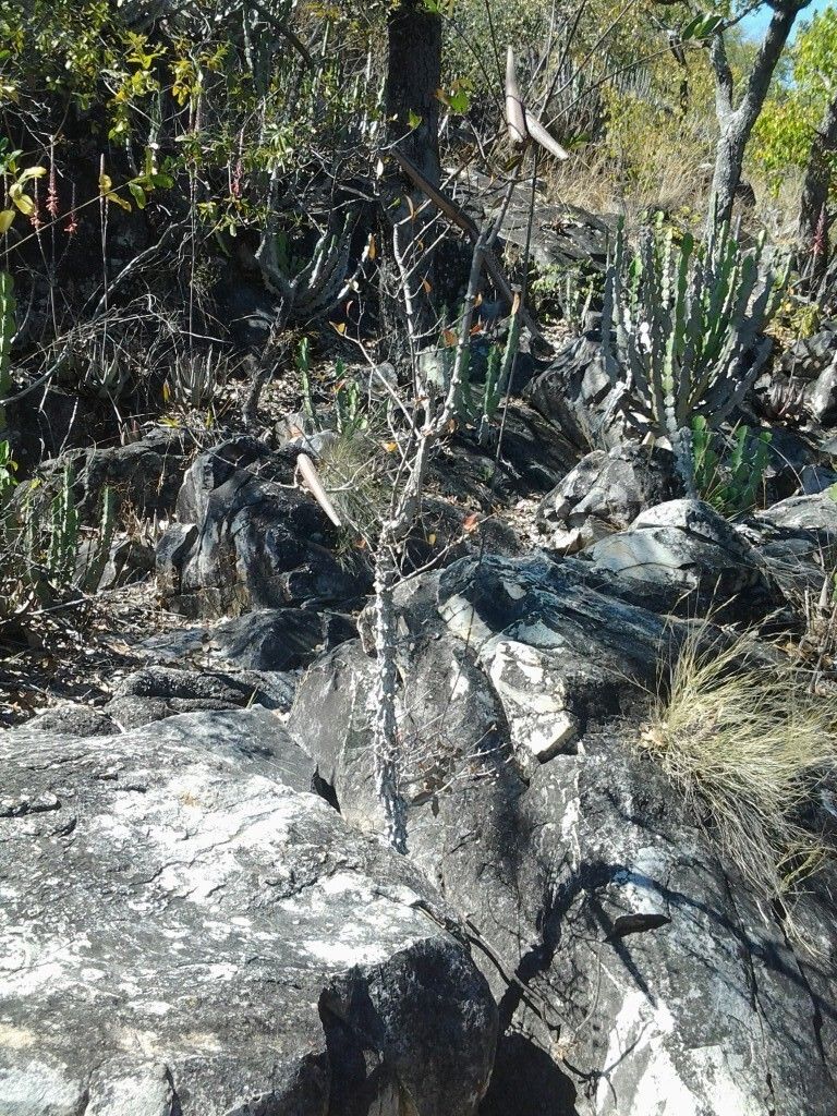 Strophanthus welwitschii — houseplant care guide