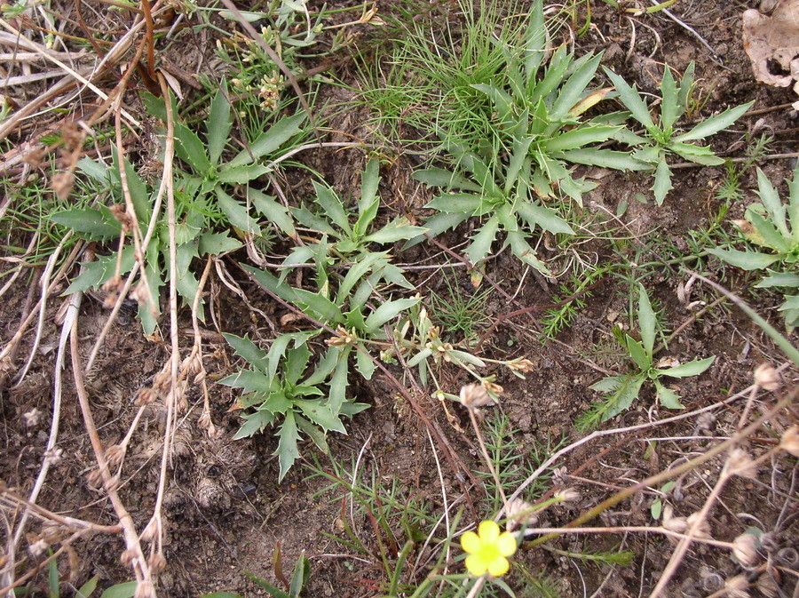 Eryngium viviparum habit