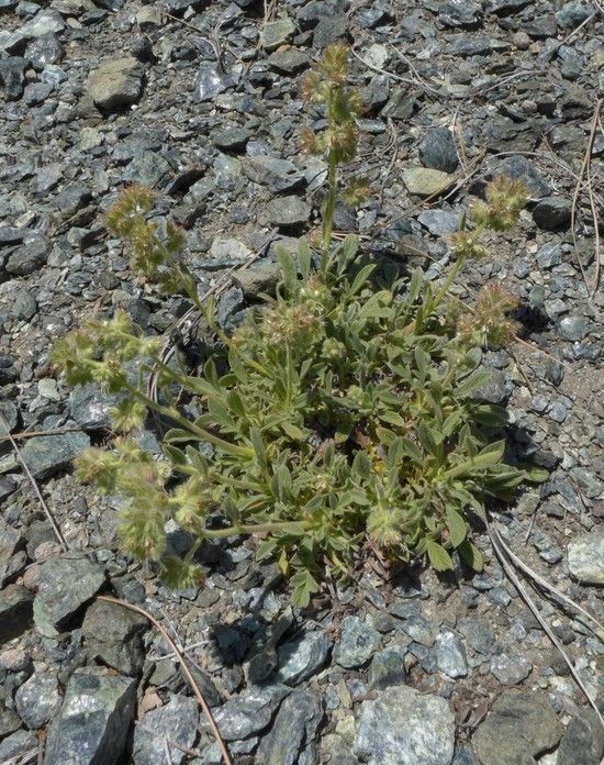 Phacelia corymbosa habit