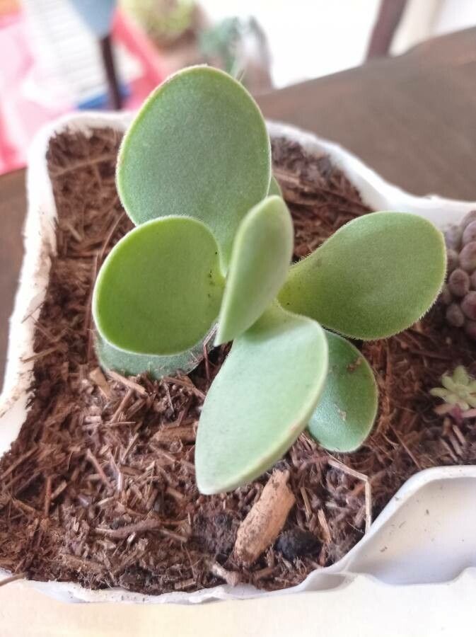 Crassula cotyledonis — search result for 'Crassula'