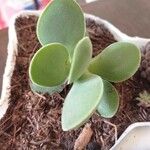 Crassula cotyledonis