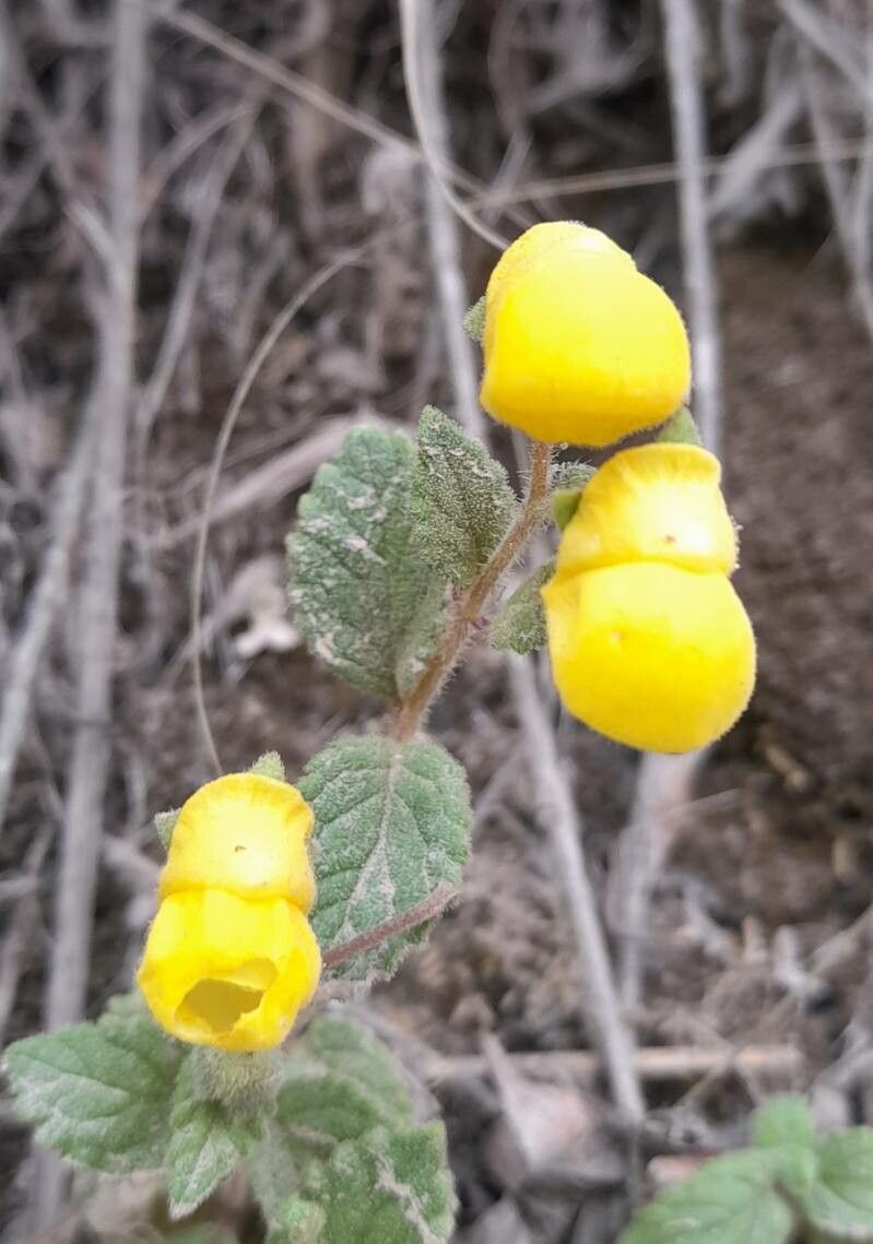 Calceolaria elatior flower