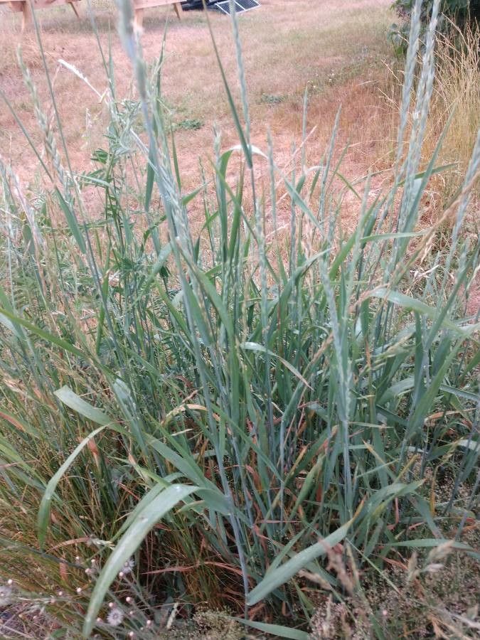 Leymus triticoides — houseplant care guide