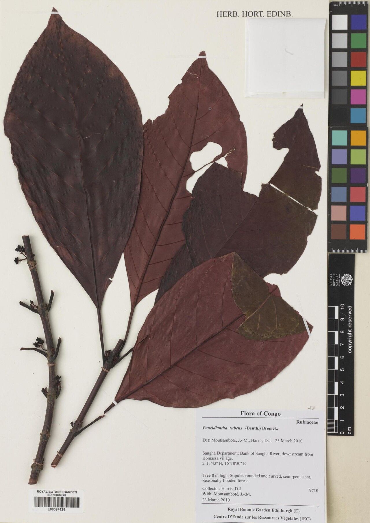 Pauridiantha rubens — houseplant care guide