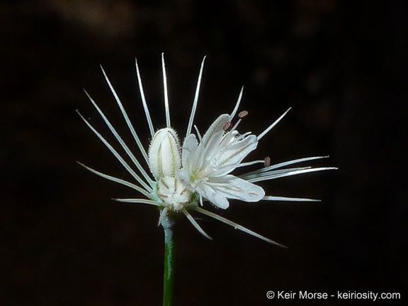 Acanthoscyphus parishii flower