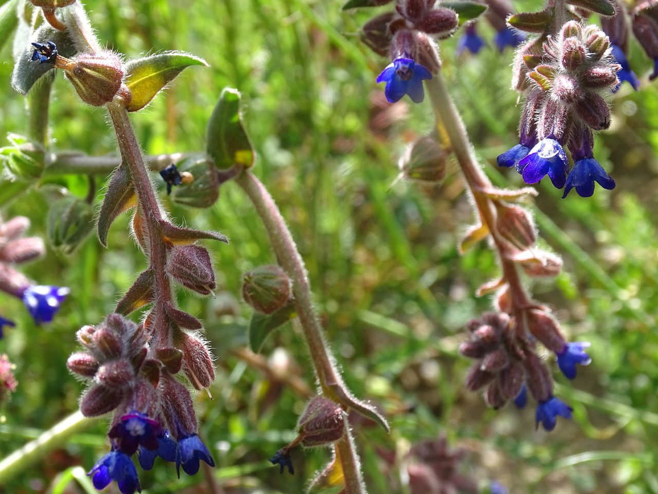 Anchusa undulata bark