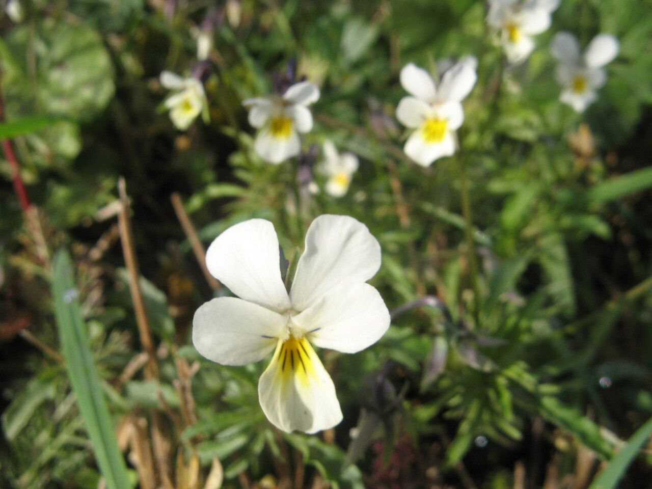 Viola arvensis flower